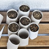 No tires los rollos de papel higiénico y úsalos para crear tus propias plantas en tu jardín