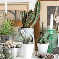La suculenta que parece de plástico y que es ideal para una decoración coquette en tu hogar