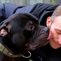 Preocupación por el avance de la hidatidosis, la enfermedad que transmiten los perros y afecta órganos vitales