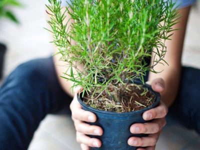 Si tu planta de Romero se está secando, aplicá este truco de los jardineros para salvarla y que vuelva a renacer