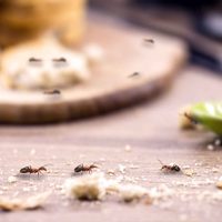 Los productos muy fáciles de conseguir que alejarán a las hormigas de tu cocina