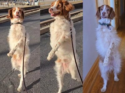 Dexter, el perro que camina en dos patas y genera pánico y ternura al mismo tiempo