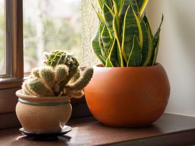 Con algo que solés tirar en tu cocina: prepará esta mezcla para que tu planta Sansevieria se mantenga sana y rozagante