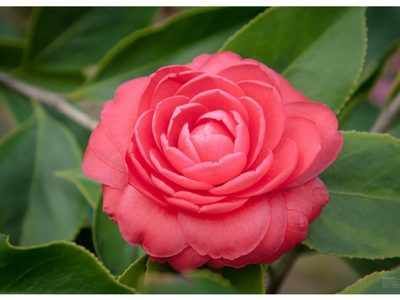 3 flores japonesas que tenés que plantar en junio si querés un jardín soñado en primavera