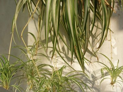 Si las hojas de tu planta Cinta están amarillas, seguí este sencillo consejo para que vuelva a estar sana