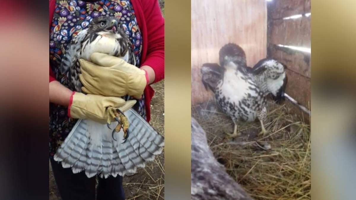 Un Aguilucho cola rojiza fue devuelto a su hábitat natural. Fuente: realidad Sanmartiniana