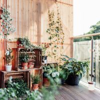 5 tips para practicar jardinería en el balcón