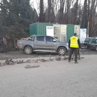 Caza furtiva: encontraron astas de ciervo colorado en la caja de una camioneta en Junín de los Andes