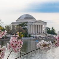 Los cerezos de Japón en Estados Unidos