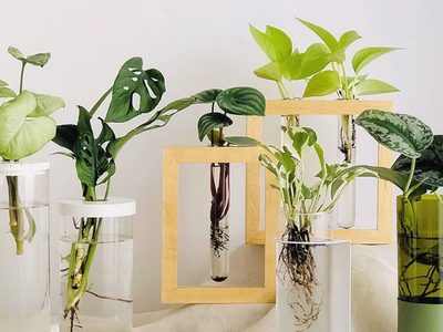 Las plantas de pocos cuidados que pueden sobrevivir en tierra o agua y son perfectas para decorar