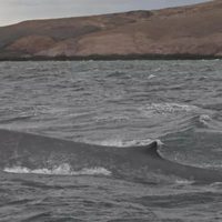 Histórico: por primera vez avistan una ballena azul en Chubut