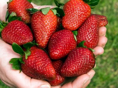 Arrollado de frutillas sin pionono: mirá cómo podés salvar el postre con solo tres ingredientes