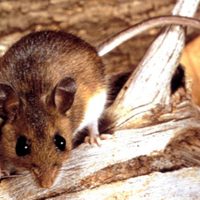 Alerta en Chubut: un hombre murió por hantavirus