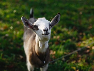Típico de Capricornio: la característica obligada de los capricornianos