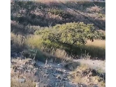 Calcinados y amontonados sobre llantas; así hallaron a 11 perros en Michoacán