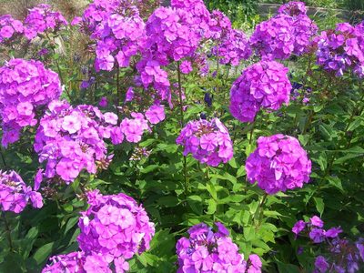 La planta ideal para tu jardín en primavera: en la Edad Media era símbolo de alegría y paz