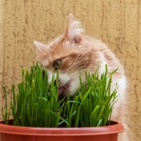 Mirá cómo preparar tu propia planta para gatos, con solo 1 cosa que es muy común tener en casa