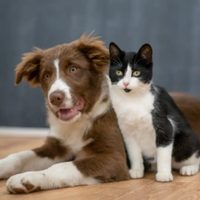 El truco casero con pocos ingredientes para que tus mascotas dejen de ensuciar los rincones de tu hogar