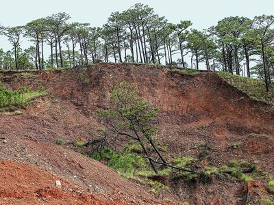 Los Chimalapas: Devastación al amparo de un conflicto territorial*