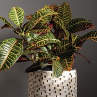 La planta de bajo mantenimiento que demuestra que no hacen falta flores para llenar tu casa de alegría