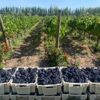 Exponentes de vinos patagónicos en el mes del Pinot Noir