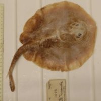 Primera extinción de un pez marino atribuida a la actividad humana