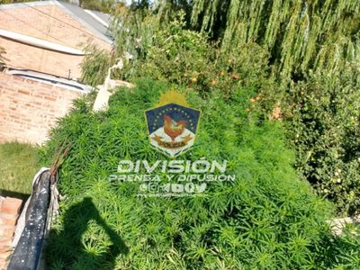 Una verdadera selva de cannabis sativa: La Policía incautó 69 plantas en una vivienda