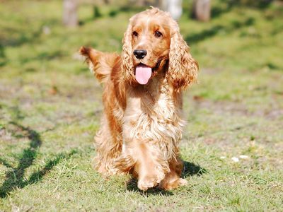 Curiosidades del Cocker: el perro más cariñoso, fácil de adiestrar e ideal para familias numerosas