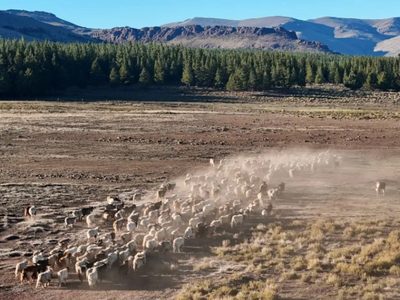 Neuquén aumentó un 430% los fondos para asistir a productores afectados por la sequía