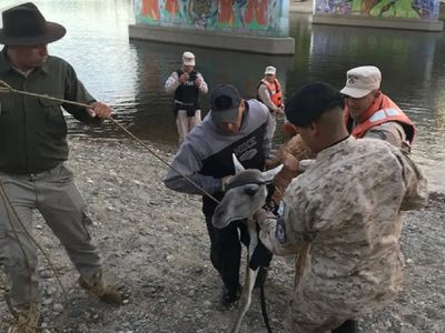 Personal de fauna de Neuquén rescató un guanaco de las aguas del Limay