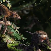 El estirón de la pubertad se remonta a hace 150 millones de años