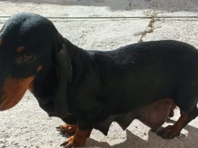 Fiscalía y Zoonosis intervinieron un criadero clandestino de perros salchicha