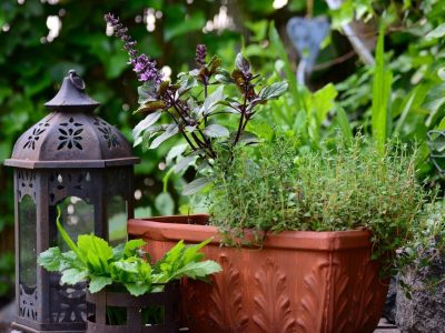 El ingrediente que siempre tenés en la cocina y que es un verdadero tesoro para tus plantas esta primavera