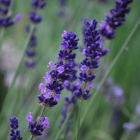 Sin usar químicos: el truco más fácil y efectivo para que tu planta de Lavanda no se muera