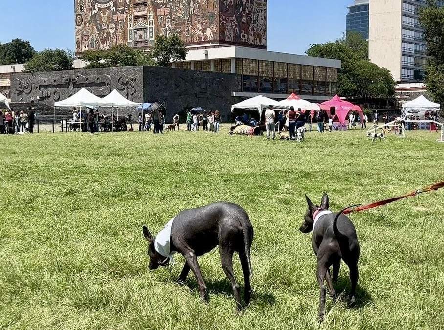 Vacunación, desparasitación y más servicios gratuitos para las mascotas en Ciudad Universitaria