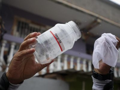 Los mosquitos: de enemigos a aliados contra el dengue