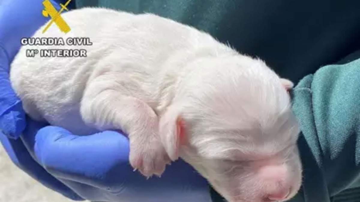 El cachorro rescatado