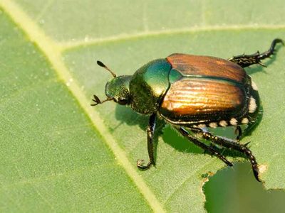 Curiosidades del Escarabajo: el insecto al que muchos confunden con plagas, pero que cumple un rol crucial