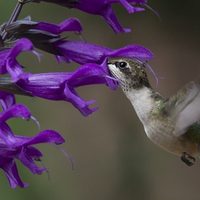 Ideal para principiantes: la planta que resiste todo y atrae a los colibríes