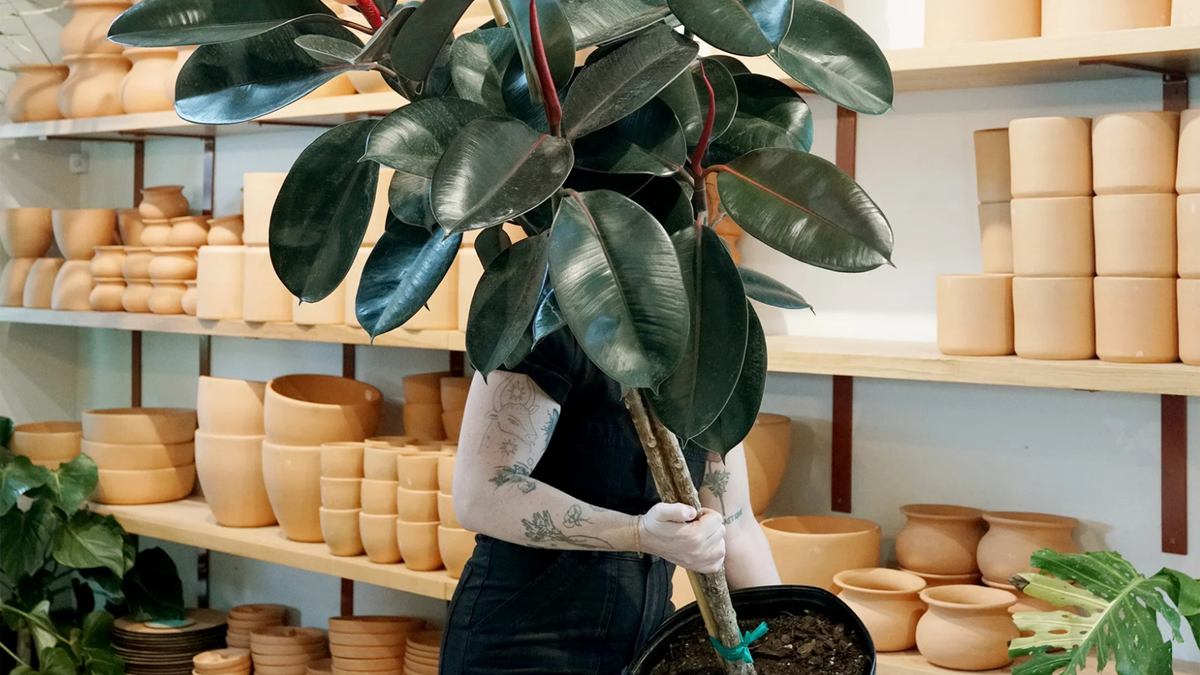 Ficus elástica. Fuente: (Instagram)