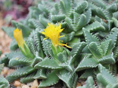 Conocé esta suculenta de flores tan exóticas que ama el otoño