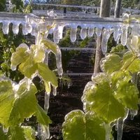 Los vinos de La Pampa y Chubut llegan en formato virtual