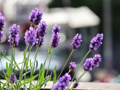 Mi Lavanda se está secando: el truco de los jardineros para preparar a la planta para la llegada de la primavera