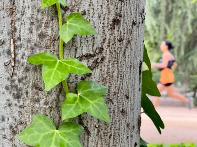 La planta que muchos confunden con maleza pero esconde poderosos beneficios