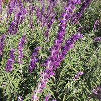 5 plantas que consumen poca agua y son perfectas para embellecer tu jardín sin esfuerzo