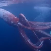 El momento donde una pareja de buceadores japoneses se cruzó con un extraño calamar gigante