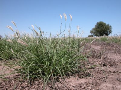 Plantas: el truco de los expertos para mantener tu huerta libre de maleza, sin gastar ni un centavo