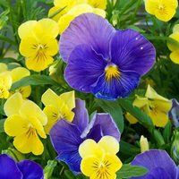 Todos la quieren: la planta que da hermosas flores en otoño y que es de muy fácil cuidado