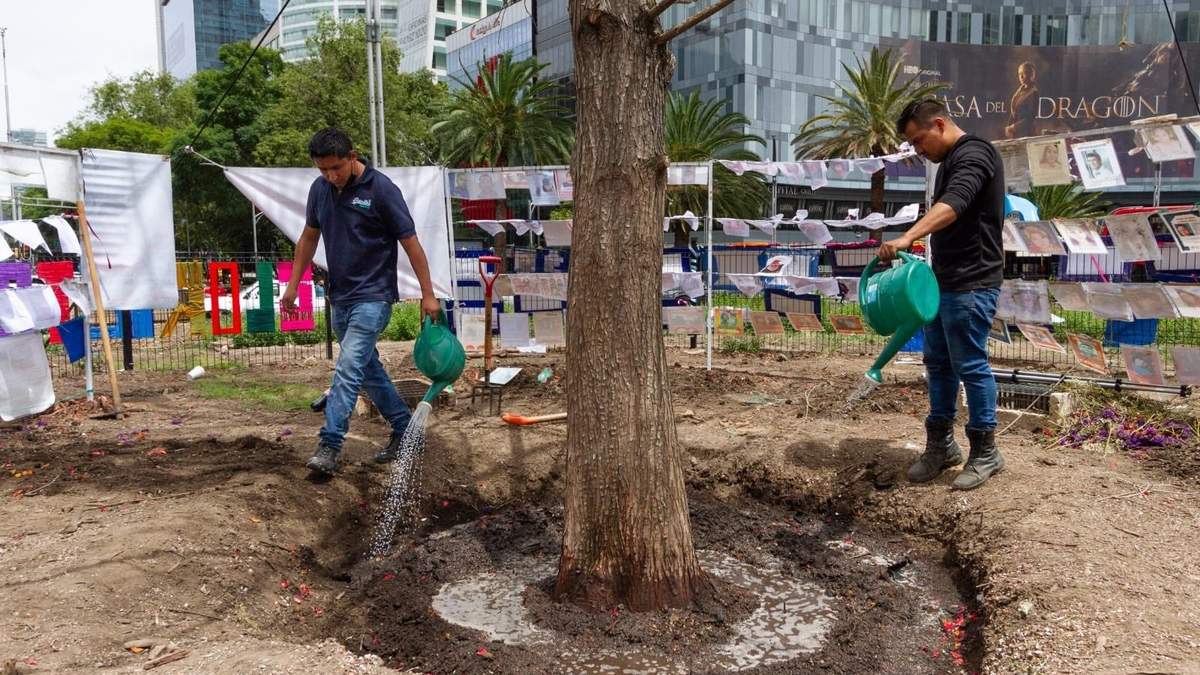 Expertos aplicaron productos orgánicos para fortalecer las raíces del ahuehuete
