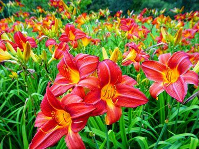 La planta de flores comestibles que florece solo 24 horas y soporta las heladas o el calor extremo